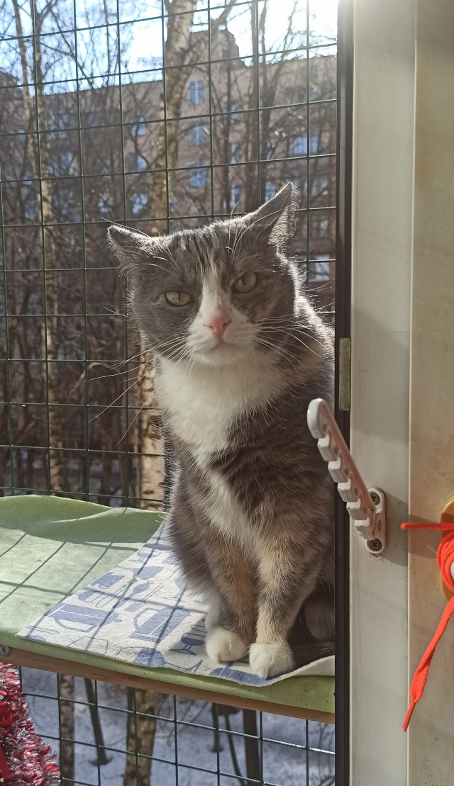 Долой политику, ура котикам!