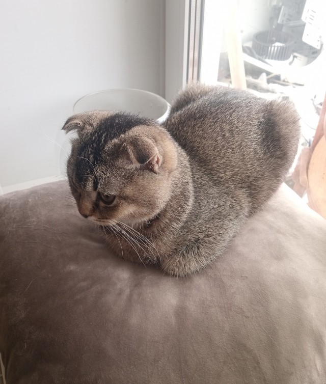 А что это мы котовторник не начинаем? Время пришло!