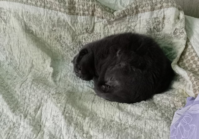 Котовторник вроде.