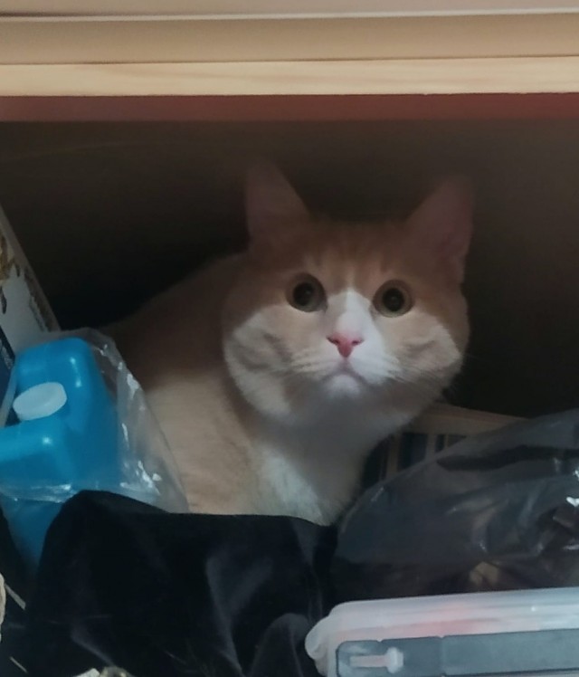 А это мой котан к котовторнику