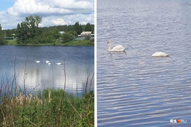«Шайка уродов с ружьем»