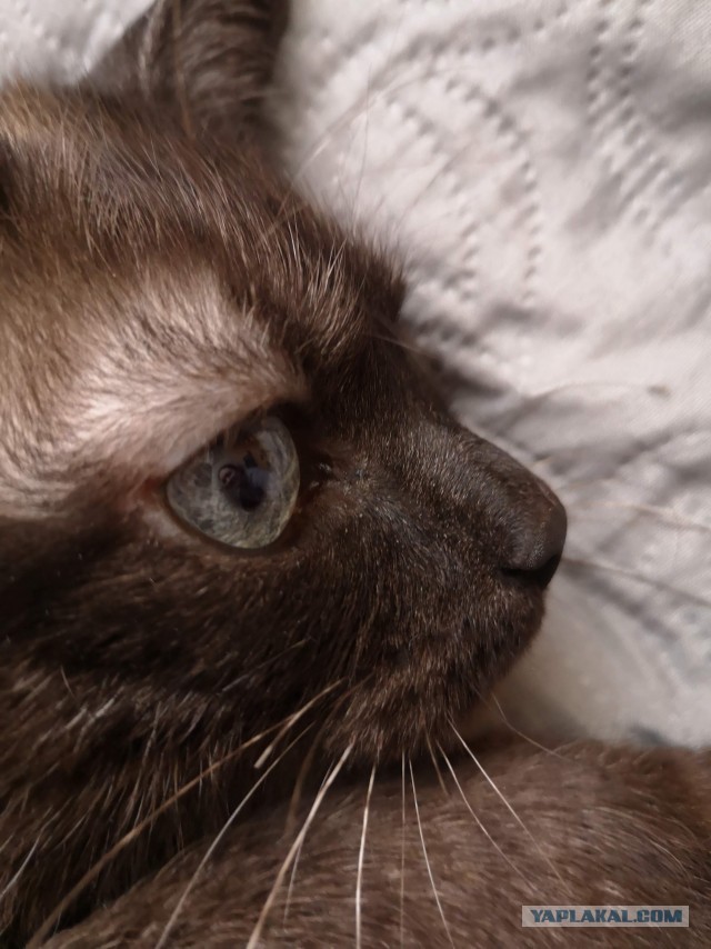 Начну котовторник чуть раньше!