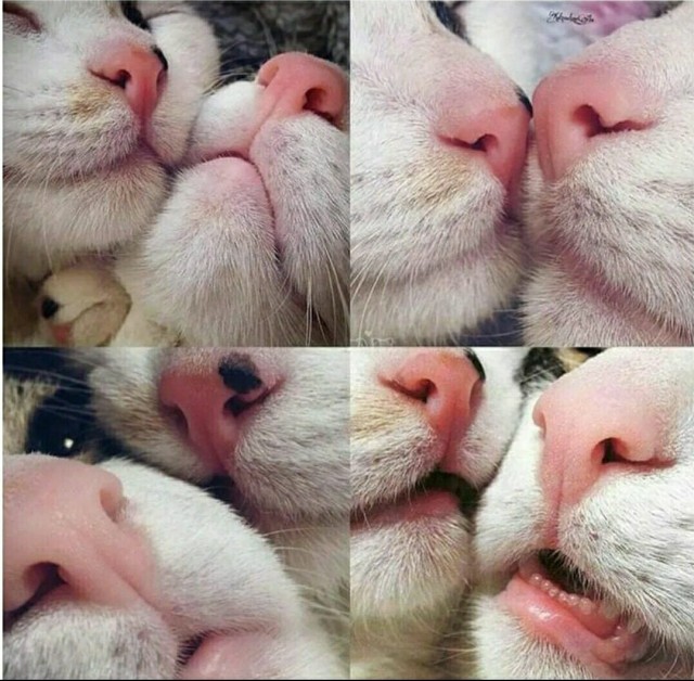 Все, все мои. Люблю тебя, жена.