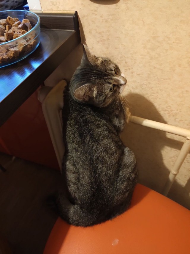 Собаковторник!
