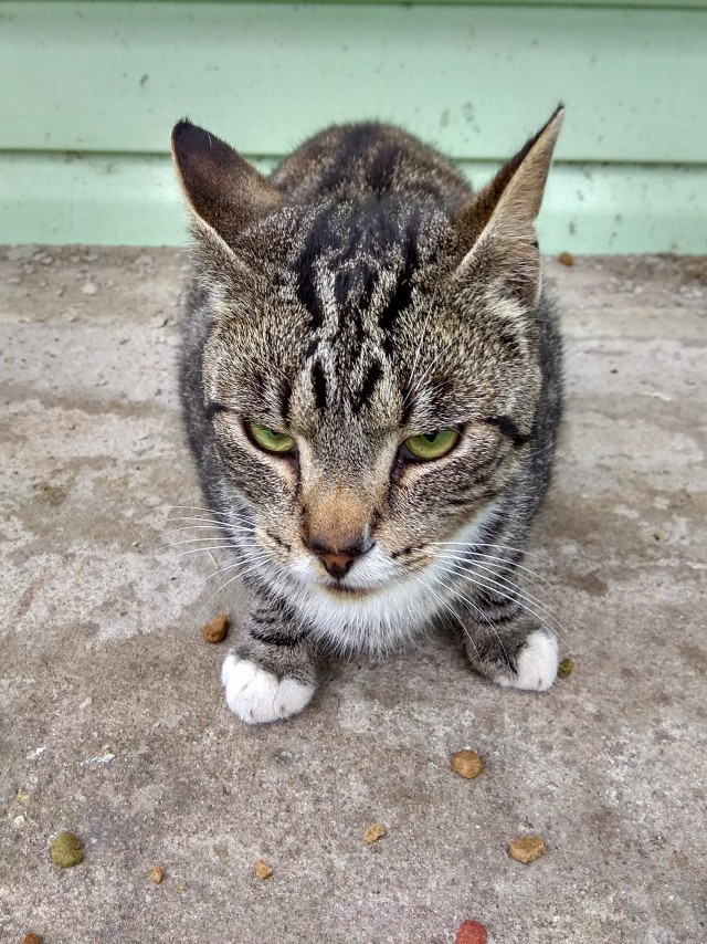 Котовторник