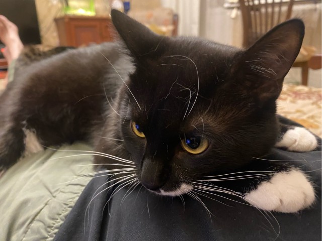 Котофторниг