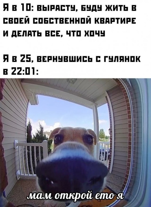 Пикчи-юморески