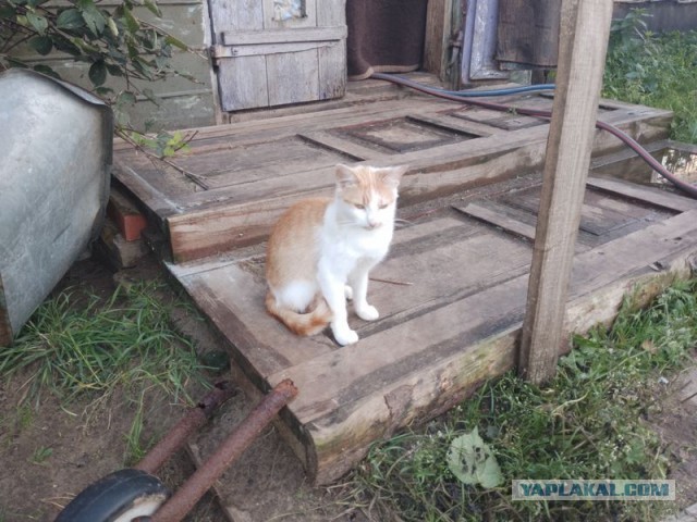 Жизнь домашнего приюта для котеек 465