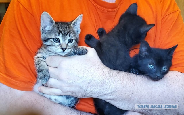 Подбирайте дворовых котят, из них получаются самые благодарные кошки