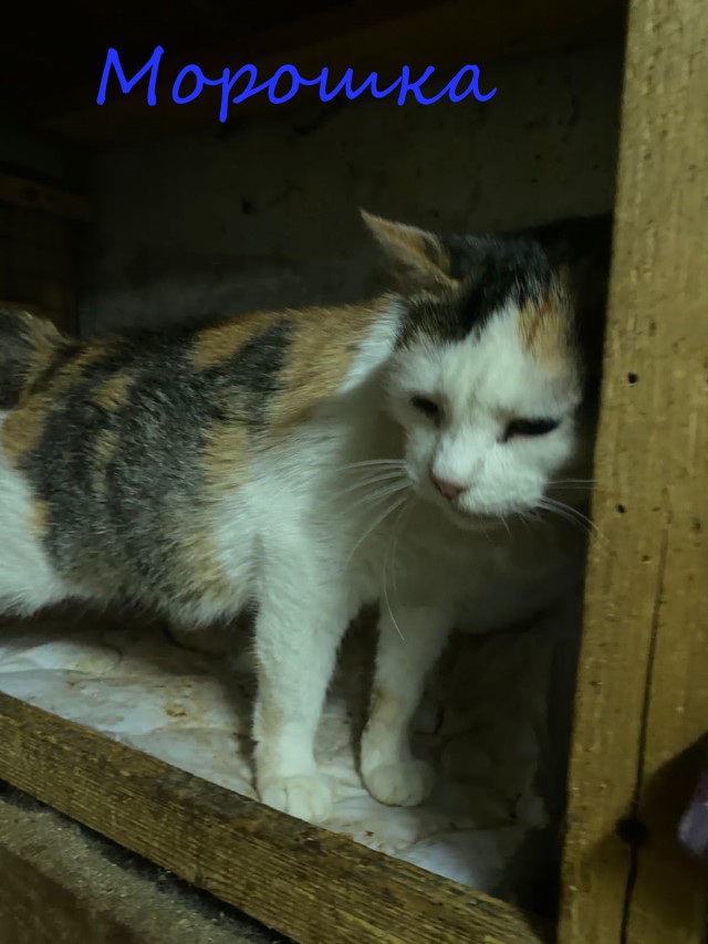 Жизнь домашнего приюта "Котоленд" 414