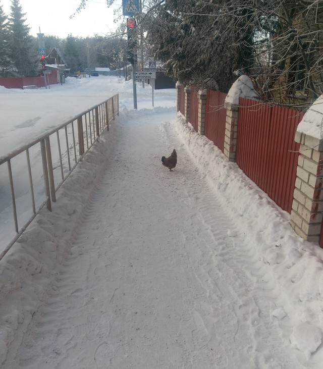 Ну и холод собачий! Господи, красота какая