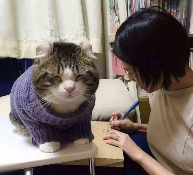 Котовторник в картинках