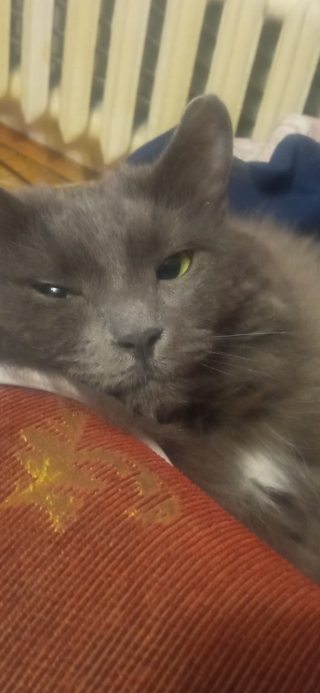 Котовторник!