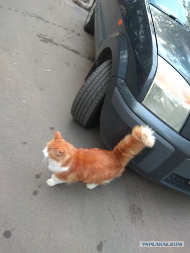 Котовторник