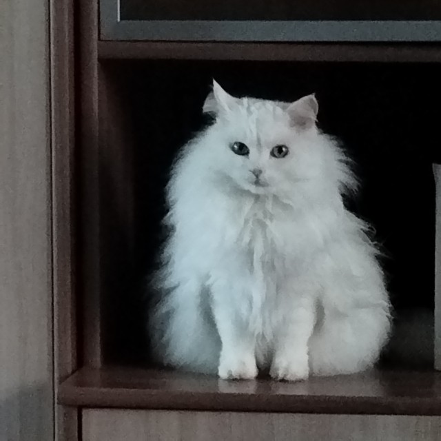 Котовторник