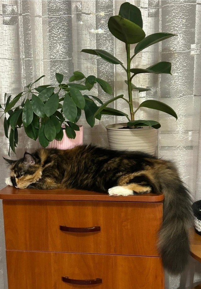 Прошёл один год.