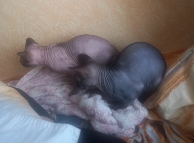 Лысые