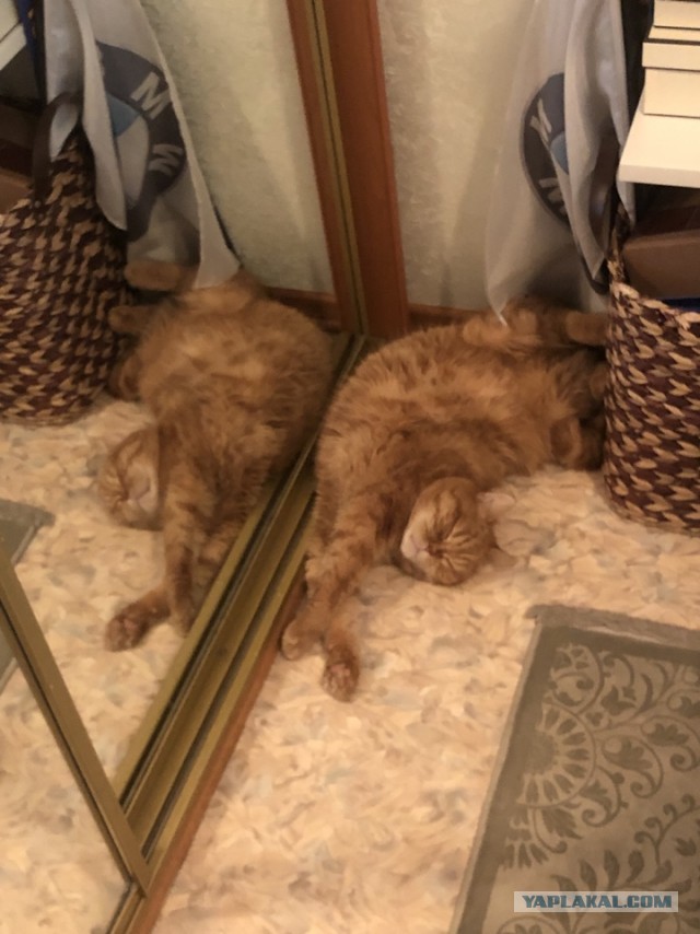 Котовторник же!