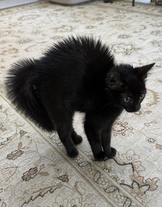 Котовторник же!