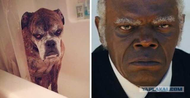 Дуремар уже не тот...