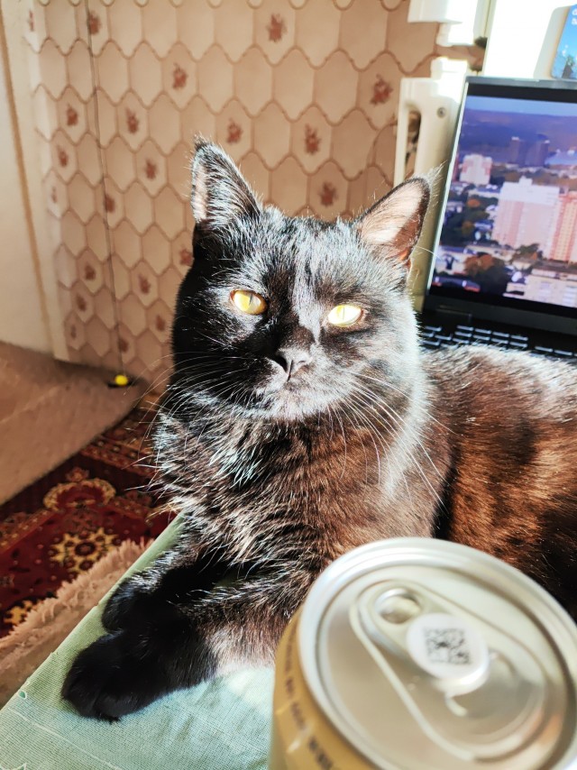 К котовторнику: подборка картинок-баянов с котиками и про котиков. Выпуск 32.