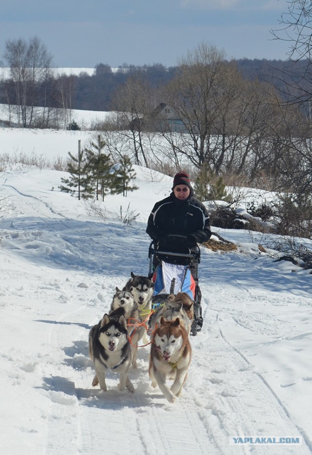 Собаки - нетормозяки