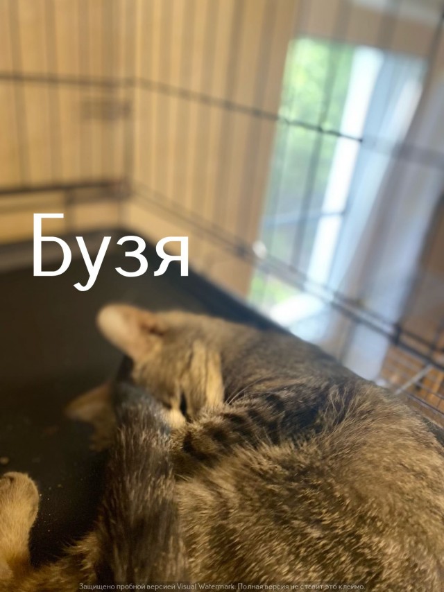 Жизнь домашнего приюта "Котоленд" 548