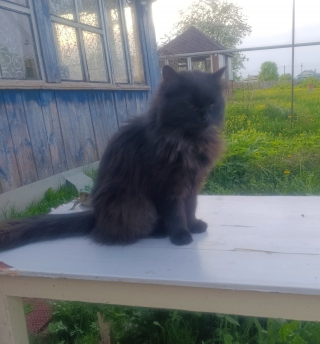 Незнаю что с кошкой.