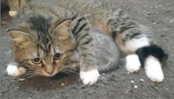 Мама в обиду не даст