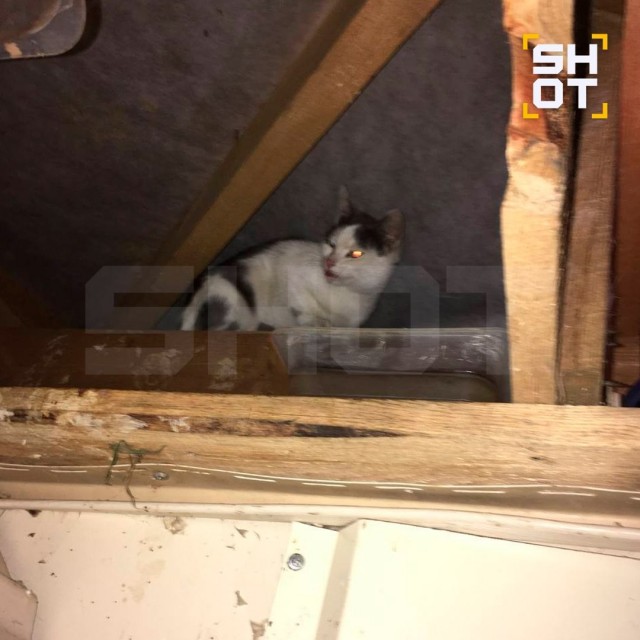 Живого котёнка замуровали в крыше пиццерии в Москве