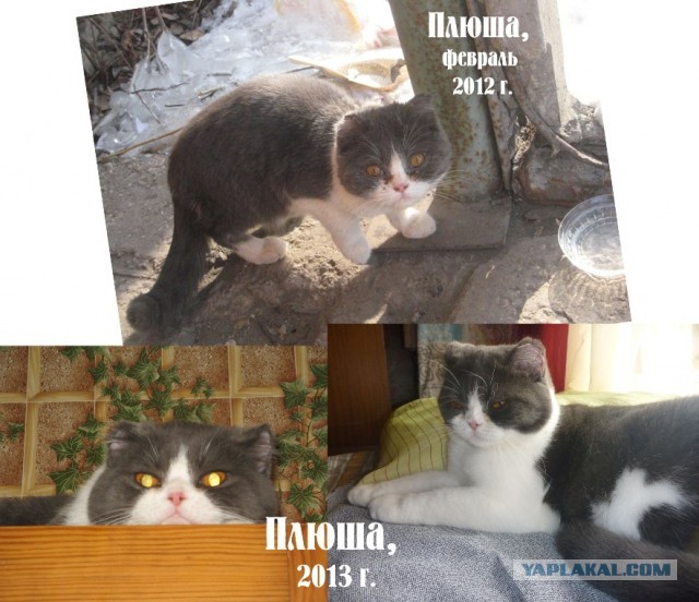 Про животных и людей