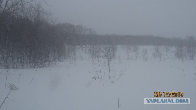 Пурговое