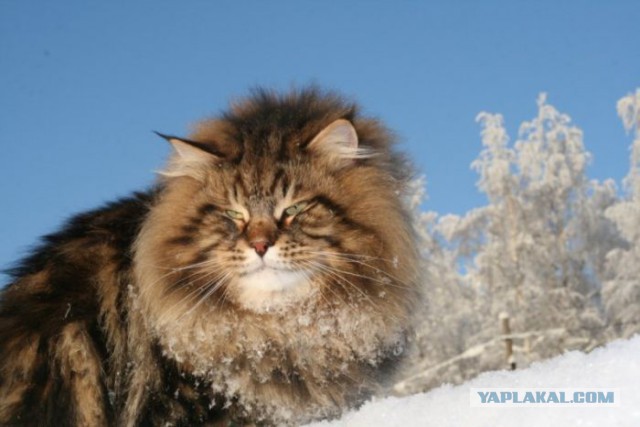 Деревенский кот