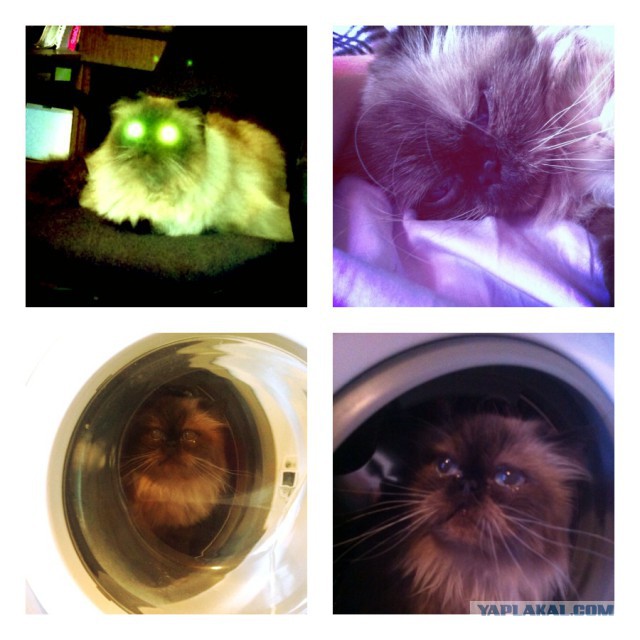 Котовторник   15.04.2014