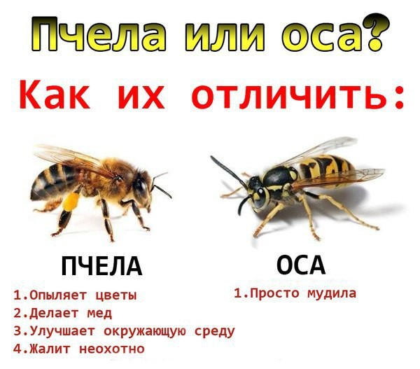 Пчела или Оса?