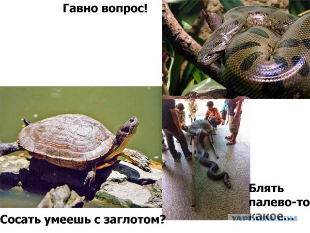 А где черепаха?