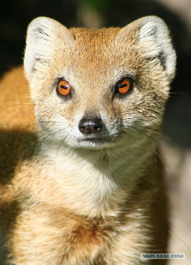 Мангуст отбился от нападения четырех львов в Кении