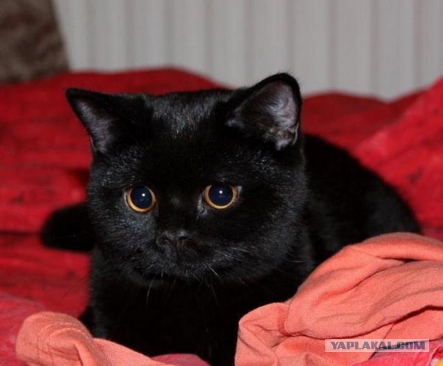 Немного о черных кошках