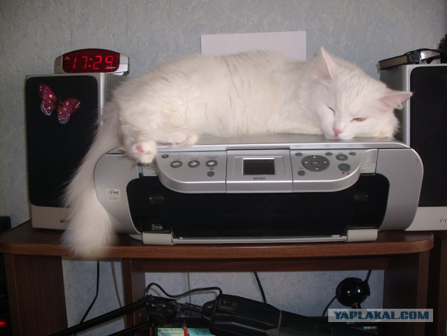 Котовторник 11.11.2014