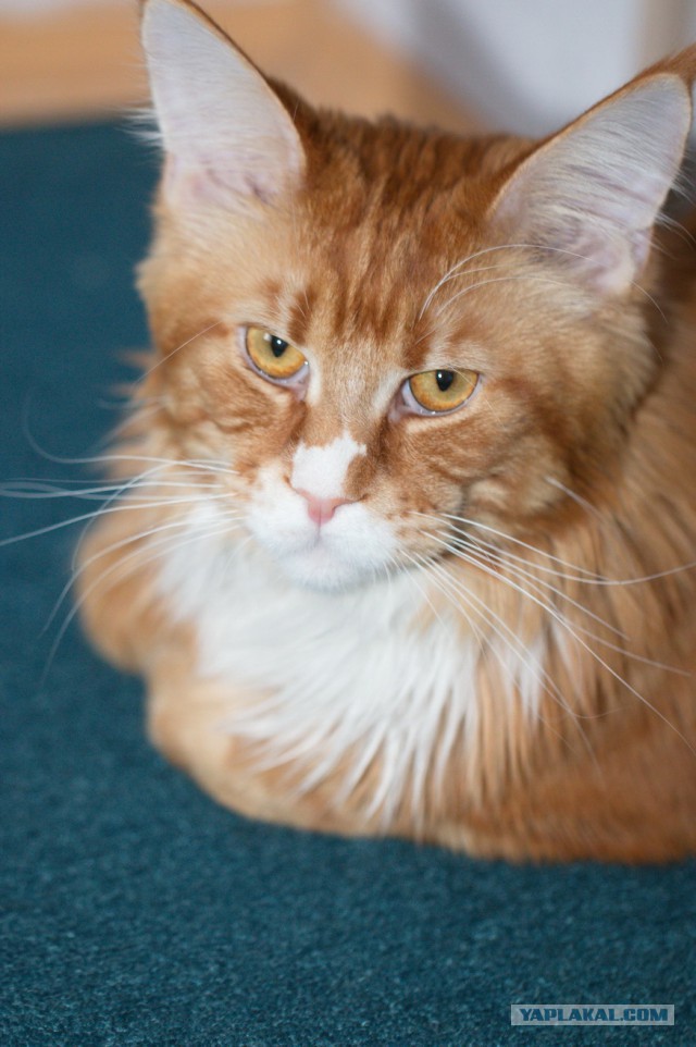 Котовторник 2.12.14