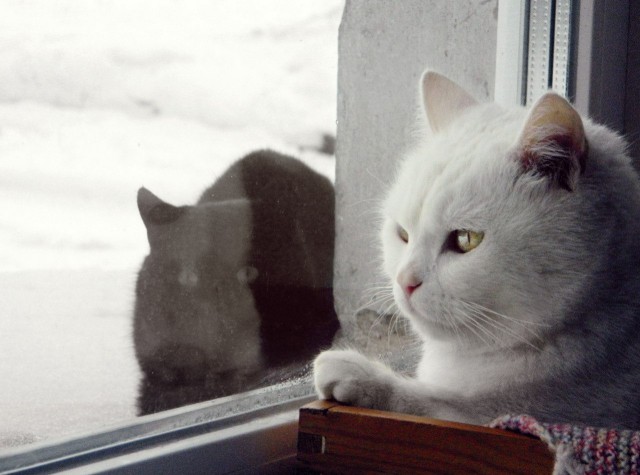 Котовторник