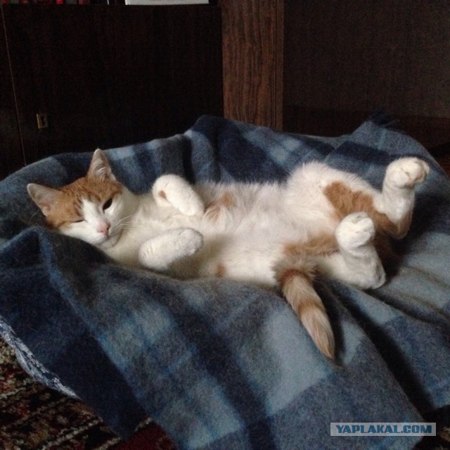 Котовторник