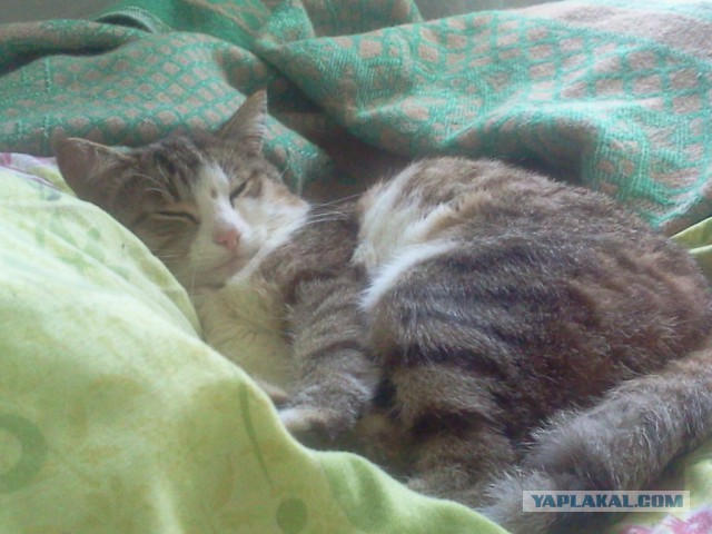 Котовторник