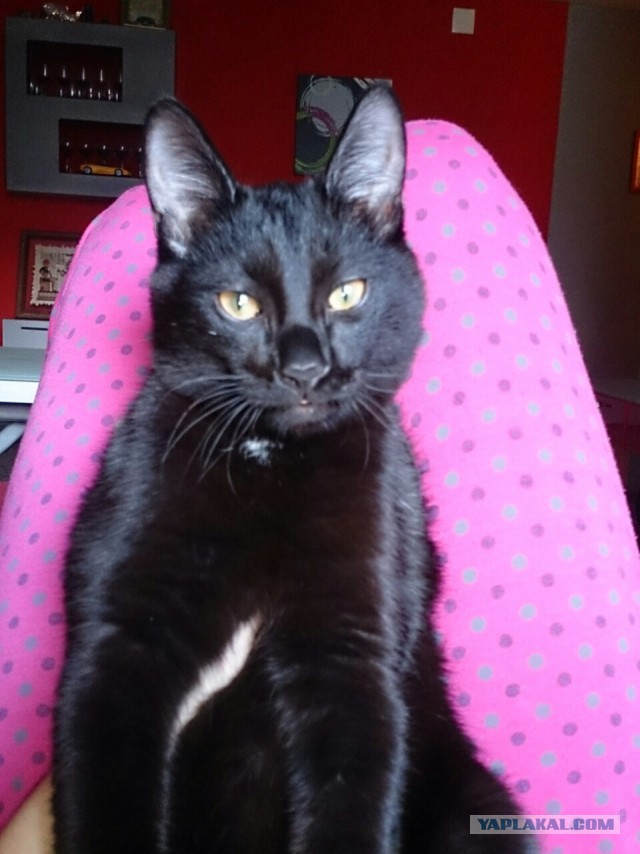 Котовторник 16.06.2015., Котовторник наступил!