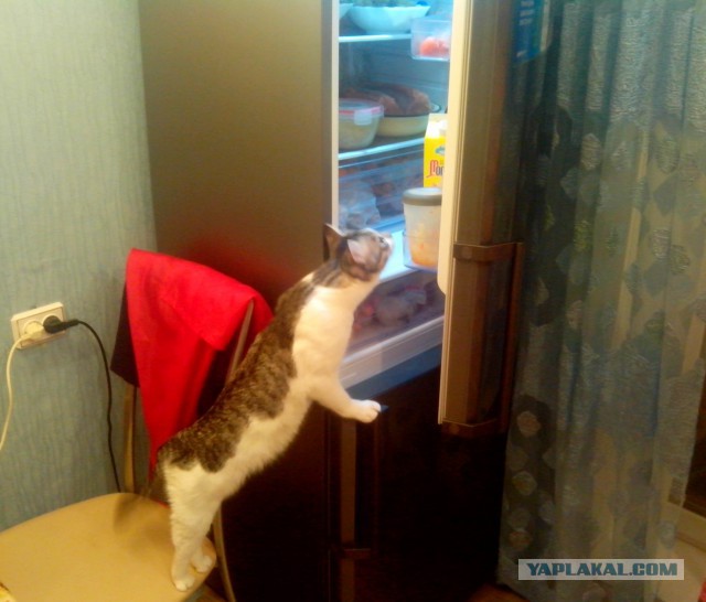 Котовторник  21.07.2015
