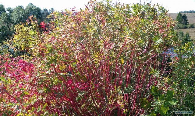 Золотая осень