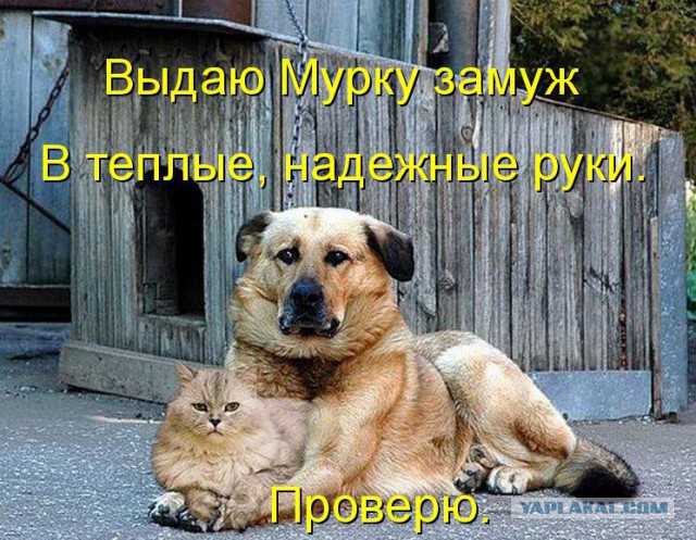Собаки против котов