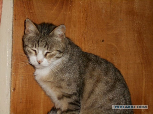 Жизнь домашнего приюта для котеек 86