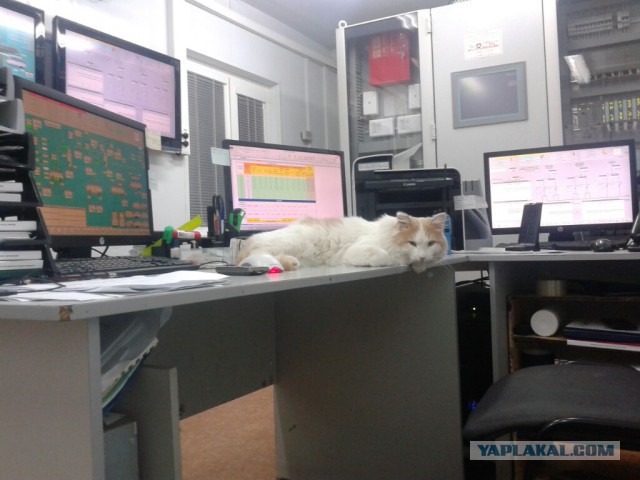 На работу вместе со своим котейкой