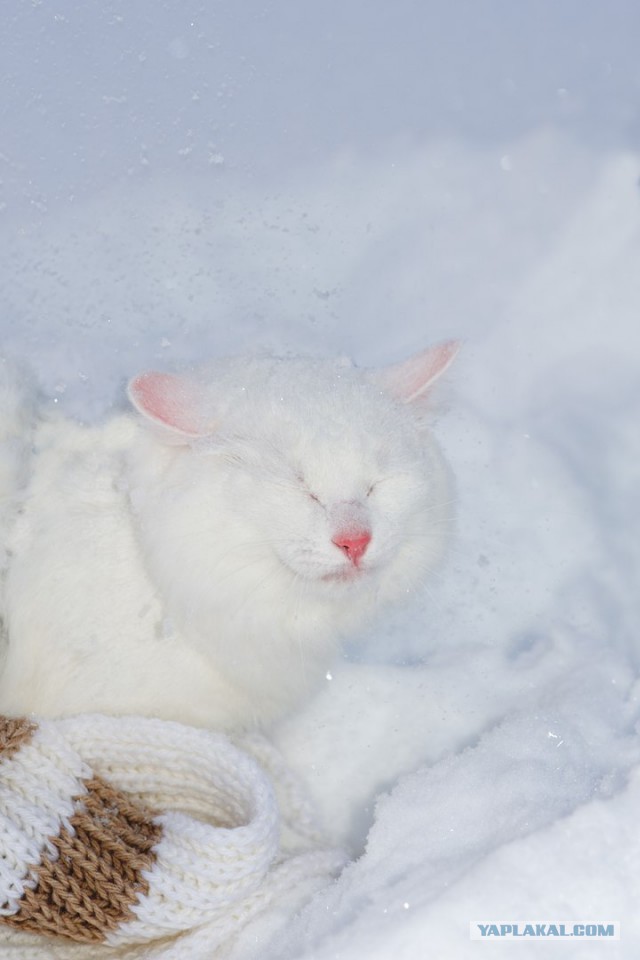 Котовторник 26.01.2016